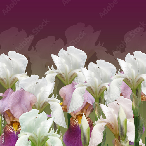 Fototapeta Naklejka Na Ścianę i Meble -  Beautiful summer background with iris flowers 