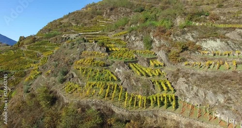 Coltivazioni in Valtellina - Vigneti - Aerial view 4k photo