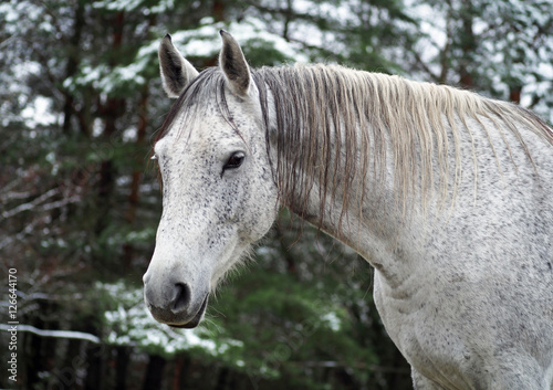 Portrait of a beautiful grey Golstein mare against the background of the winter forest © goldika