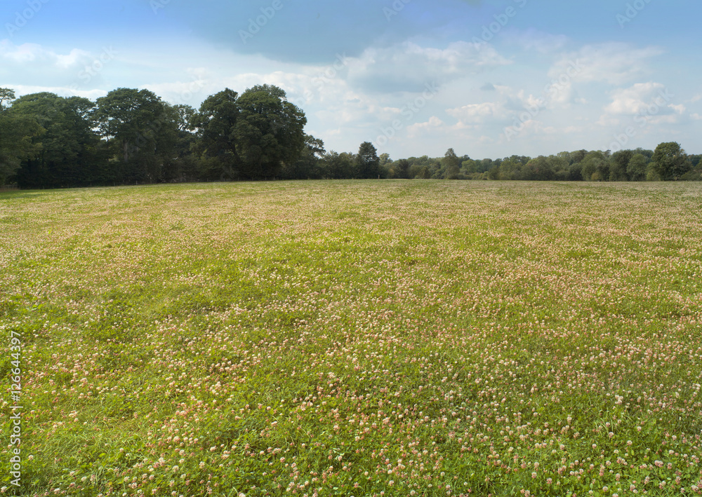 Fototapeta premium field agriculture farm crops england uk