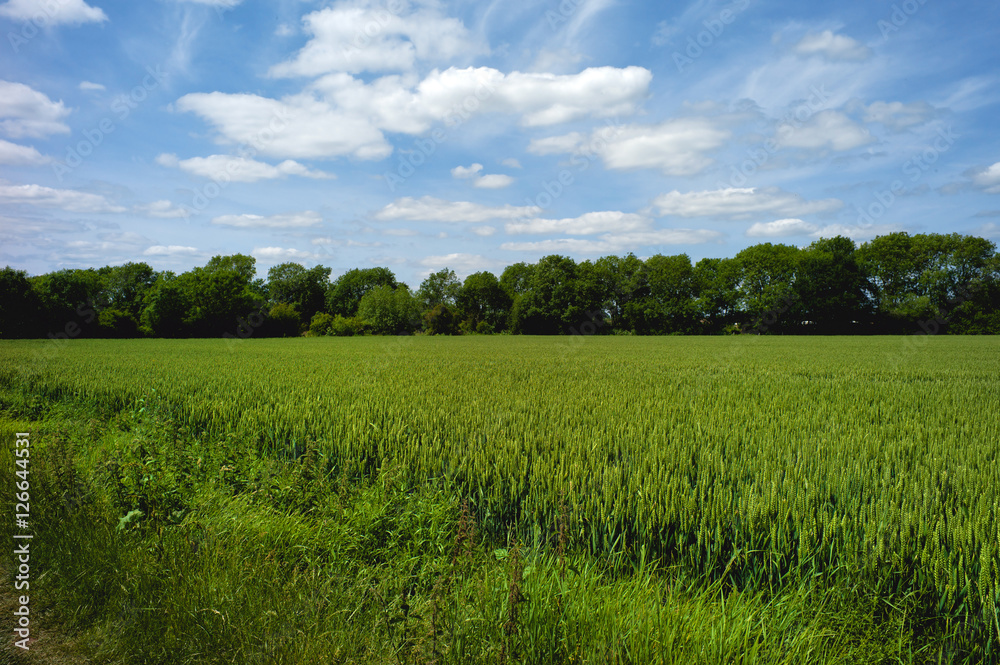 field agriculture farm crops england uk field agriculture farm crops england uk