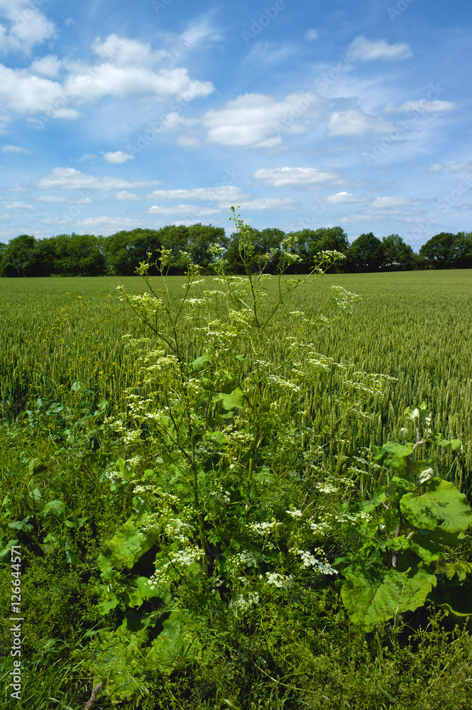 field agriculture farm crops england uk