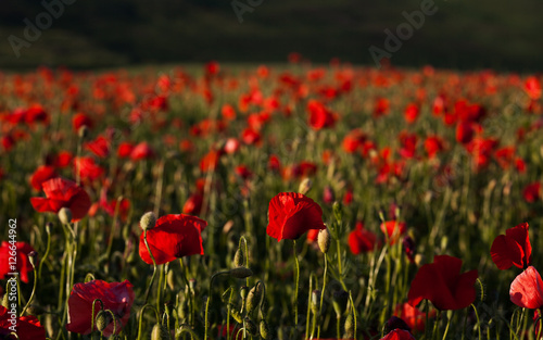 wild poppy field - Armistice day background © Melinda Nagy