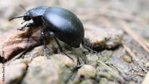 Black beetle bug crawls on the ground with fallen leaves and moves out of frame photo