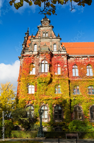 old building of National Museum with autumn ivy in Wroclaw, Poland 