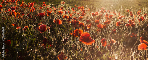 Foto wild poppy field - Armistice day background