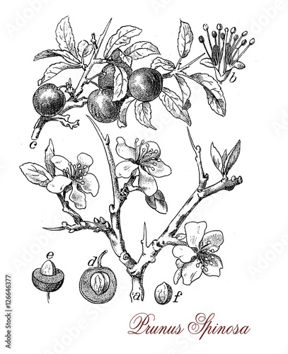 Blackthorn or sloe is a shrub with thornlike spiny branches.The purple- blue fruit is commonly known as sloe and has a tart flavor used to produce a liqueur (sloe gin).  photo