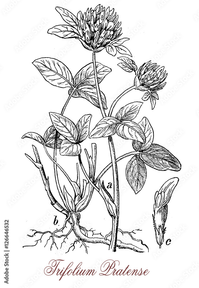 Fototapeta premium Red clover or Trifolium pratense is a herbaceous flowering plant with dark pink flowers, used as fodder crop, green manure crop and in alternative medicine.