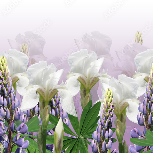 Fototapeta Naklejka Na Ścianę i Meble -  Beautiful floral background of blue lupine and white iris 