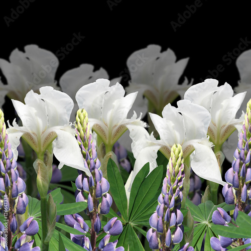 Fototapeta Naklejka Na Ścianę i Meble -  Beautiful floral background of blue lupine and white iris 