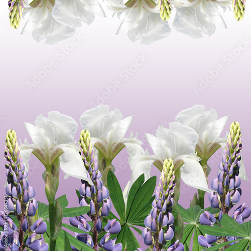 Fototapeta Naklejka Na Ścianę i Meble -  Beautiful floral background of blue lupine and white iris 