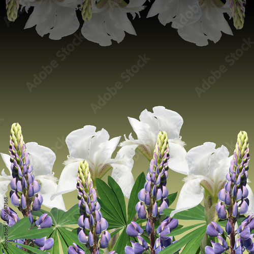 Fototapeta Naklejka Na Ścianę i Meble -  Beautiful floral background of blue lupine and white iris 