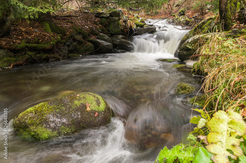 Autumn at forest photo