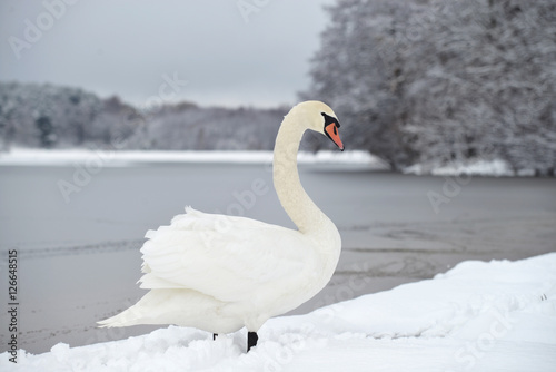 White swan on a background of a winter landscape