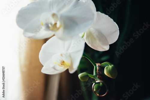 wedding rings on flowers