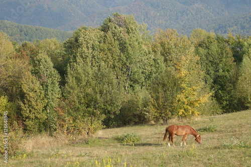 Hutsul horse  known as Gutsulik or Gutsul - rock domestic horses  which bred in the Carpathian Mountains and some Eastern European countries