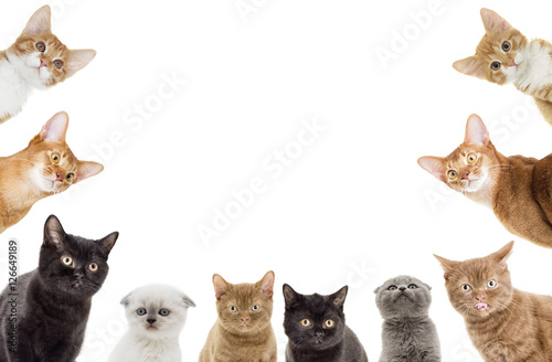 Canvas Print funny kittens peeking