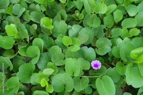 Purple flower of beach morning glory with green leaves background