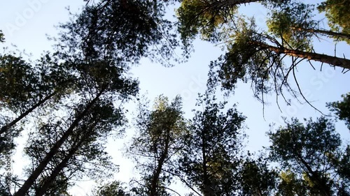 Pines in forest, view from down to top photo