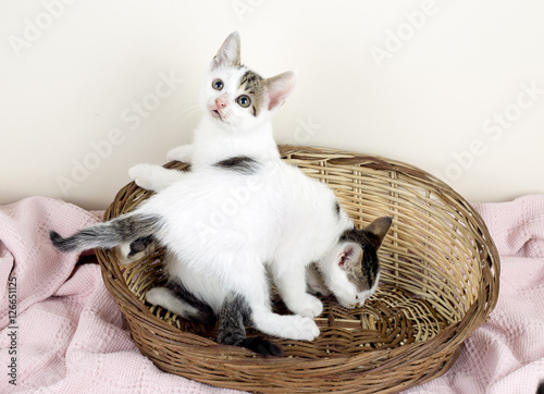 Yavru Kedi