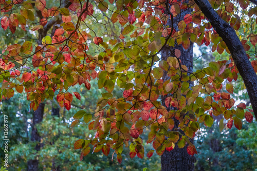 Autumn leaves photo