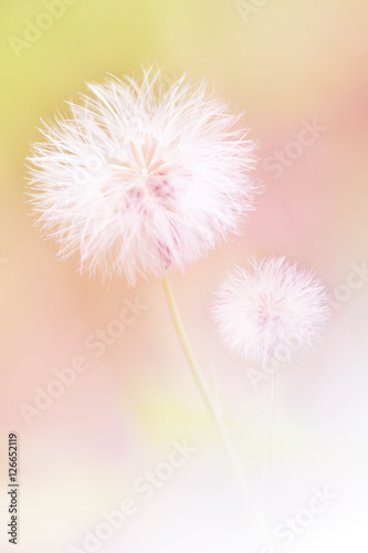Dandelions Flower Soft Focus For Background
