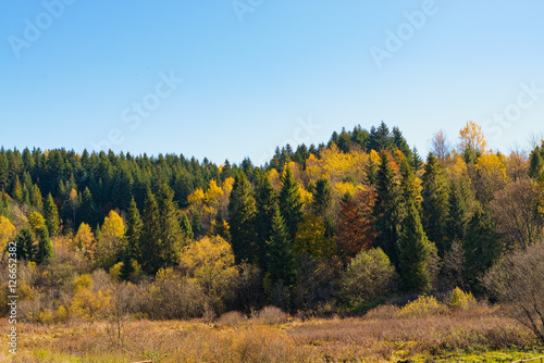 The coniferous and deciduous wood in yellow paints in the fall on the hill