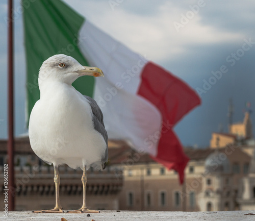 Seagull behind of Italian flag