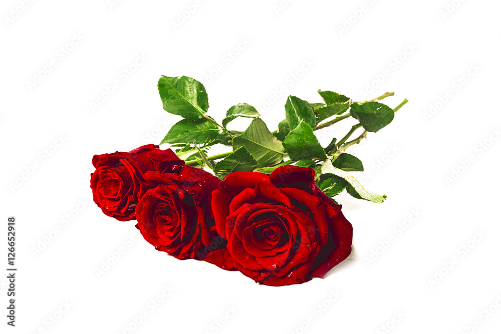 Obraz premium tre rose rosse bouquet
