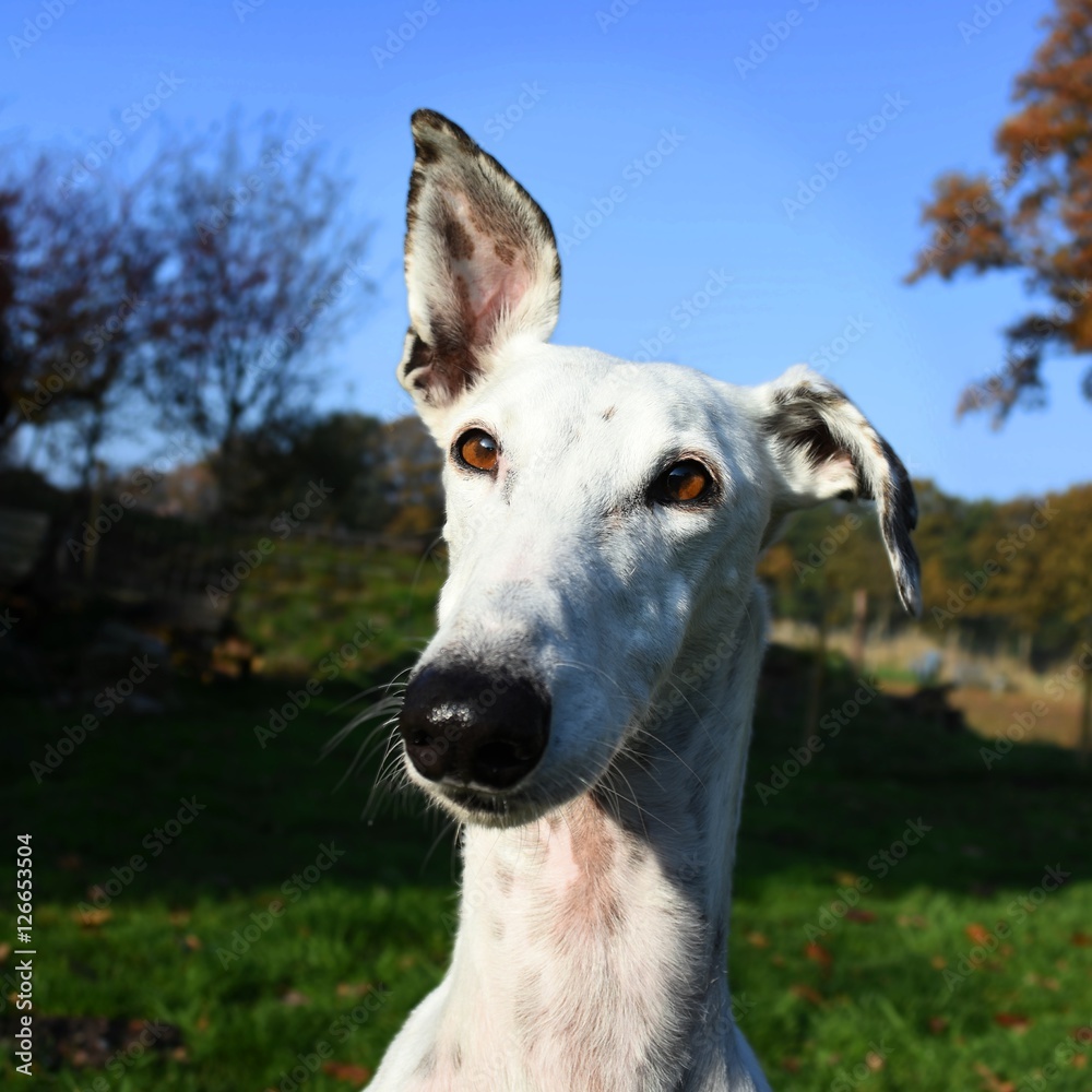 Obraz premium lustiger weißer Greyhound