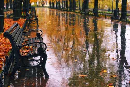 Wonderful autumnal view of the city boulevard, avenue. Alley with benches, the rain, the golden leaves of autumn trees are reflected in the puddles, deserted.  
