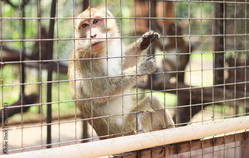 Monkey in captivity © Esmeralda
