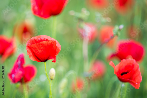 Mohnblume im Feld