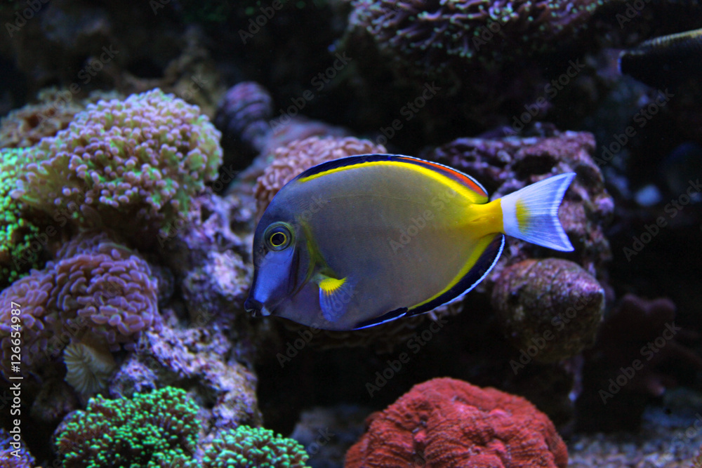 Fototapeta premium Powder Brown Tang (Acanthurus japonicus)