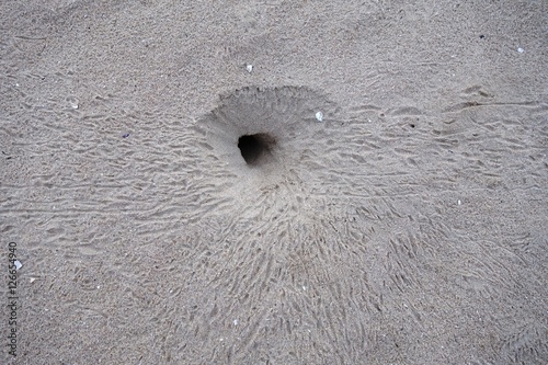 Fotografie Ghost crab footprints in the sand around its burrow
