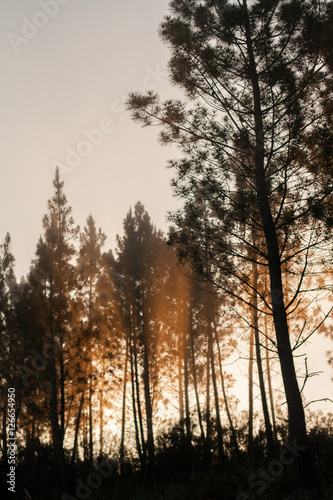 Pine trees silhouettes