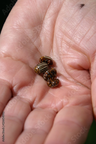 Colorado beetles in hand © ivanvbtv