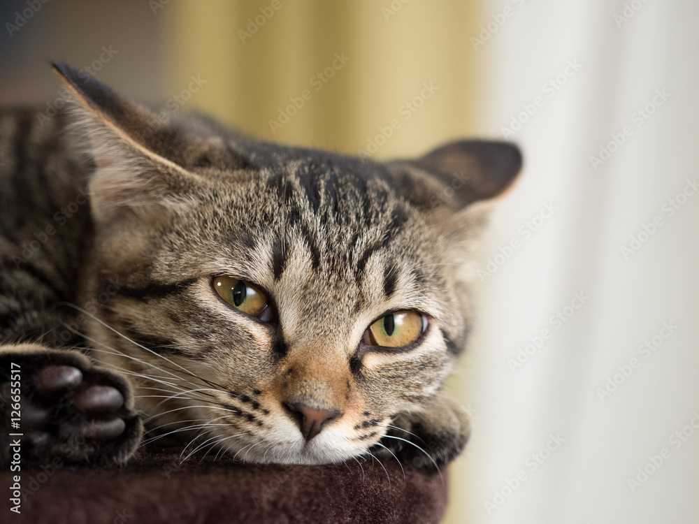 子猫 子猫