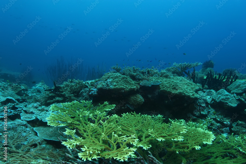 Fototapeta premium coral life diving Papua New Guinea Pacific Ocea