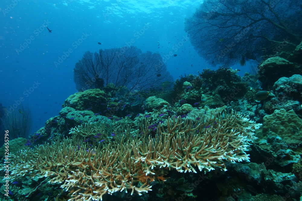Fototapeta premium coral life diving Papua New Guinea Pacific Ocea