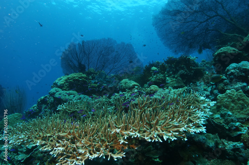 Fototapeta Naklejka Na Ścianę i Meble -  coral life diving Papua New Guinea Pacific Ocea