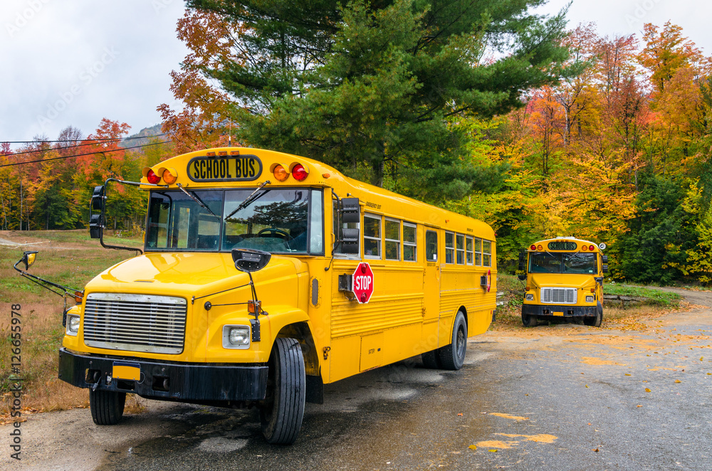 Yellow School Buses with Colourful Autumn Trees in Background Yellow School Buses with Colourful Autumn Trees in Background