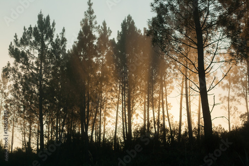 Fototapeta Naklejka Na Ścianę i Meble -  Pine trees silhouettes