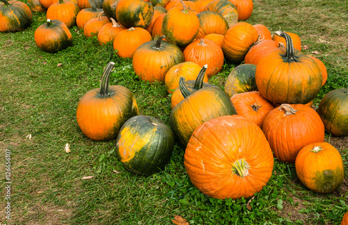 Pumpkins on Grass in a Farm