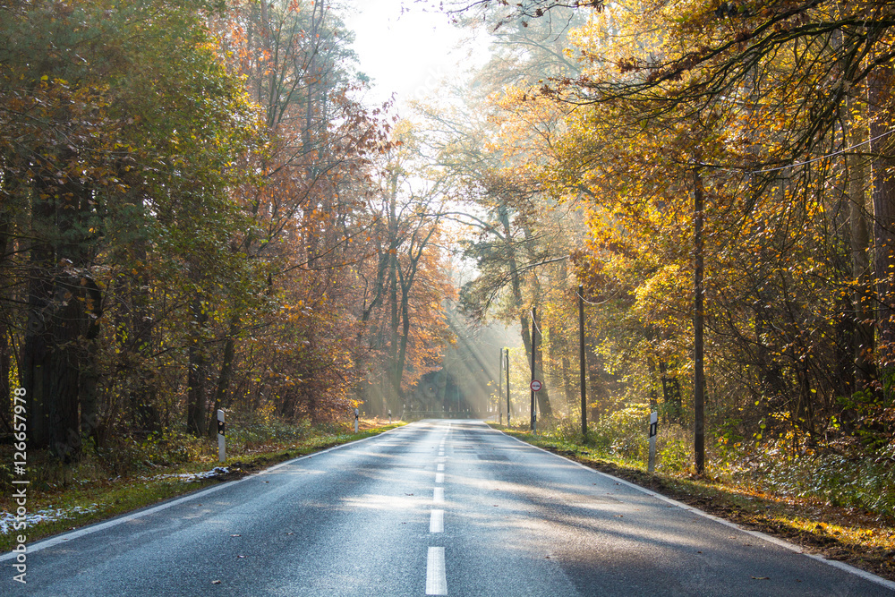 Empty wet country road with foliage trees on a late autumn day