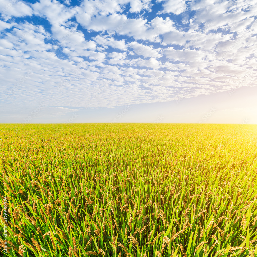 ripe rice in the field of farmland ripe rice in the field of farmland