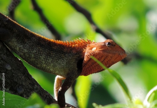 Oriental Garden Lizard - Male