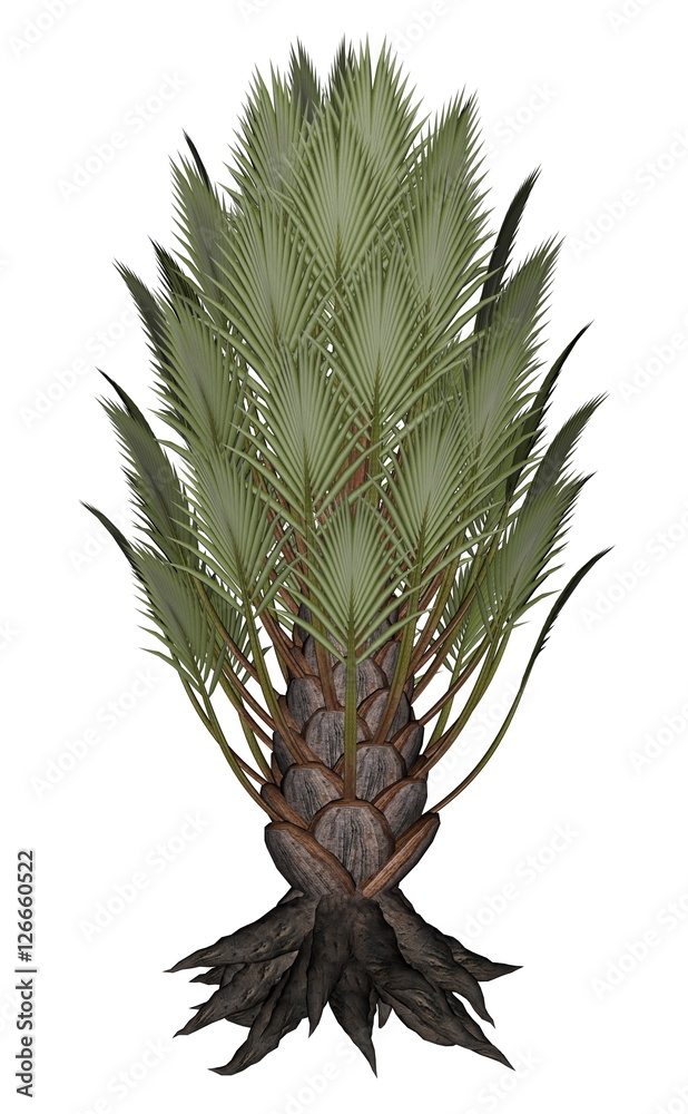 Fototapeta premium Palmtree, palm tree - 3D render