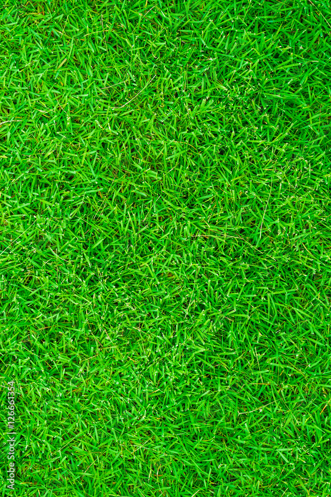 Beautiful fresh real green grass texture Beautiful fresh real green grass texture