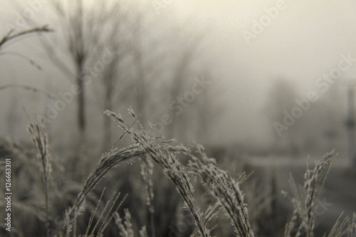 Frosty grass with foggy background